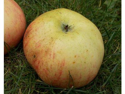 Jabloň 'Kardinál Žíhaný'  Malus domestica 'Kardinál Žíhaný'