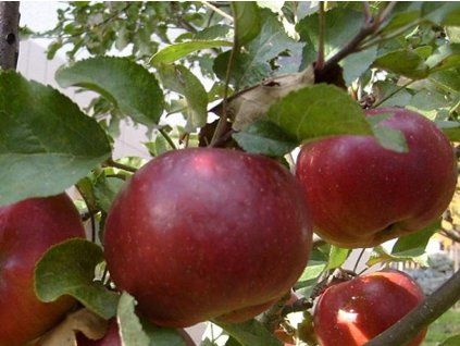 Jabloň 'Karmína'  Malus domestica 'Karmína'