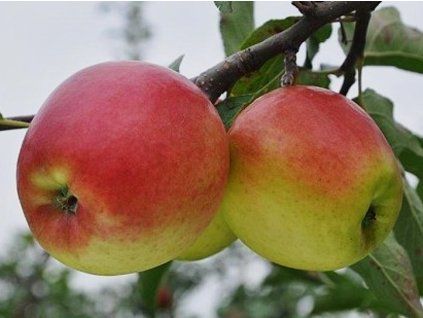 Jabloň 'Ligolina'  Malus domestica 'Ligolina'