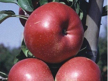 Jabloň 'Lodel'  Malus domestica 'Lodel'