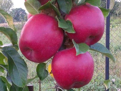 Jabloň 'Lotos'  Malus domestica 'Lotos'