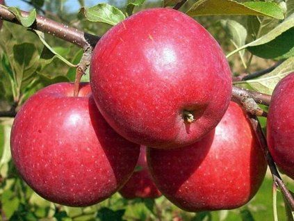 Jabloň 'Lucy'  Malus domestica 'Lucy'