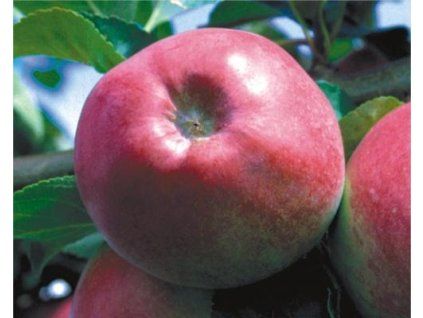 Jabloň 'Malináč'  Malus domestica 'Malináč'