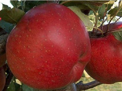 Jabloň 'Mantet'  Malus domestica 'Mantet'