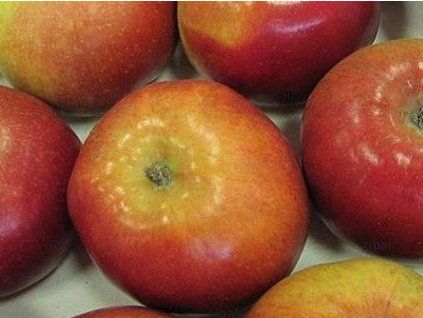 Jabloň 'Meteor'  Malus domestica 'Meteor'