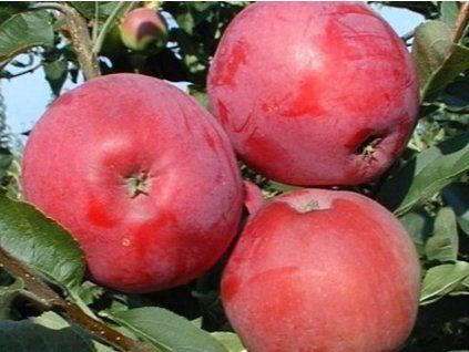 Jabloň 'Miodar'  Malus domestica 'Miodar'