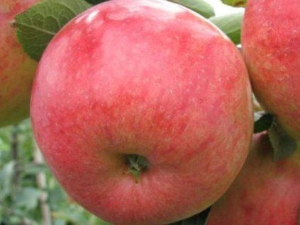Jabloň 'Mivibe'  Malus domestica 'Mivibe'