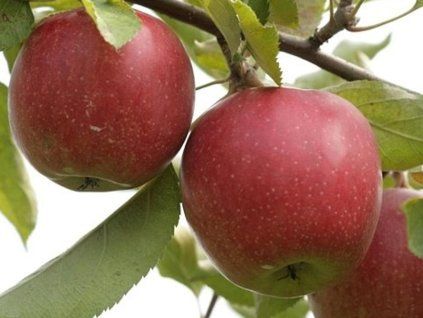 Jabloň 'Novamac'  Malus domestica 'Novamac'