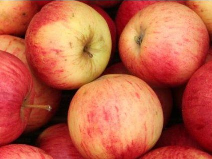 Jabloň 'Ochranovské Holubí'  Malus domestica 'Ochranovské Holubí'