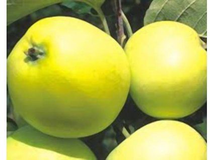 Jabloň 'Olivové žluté'  Malus domestica 'Olivové žluté'