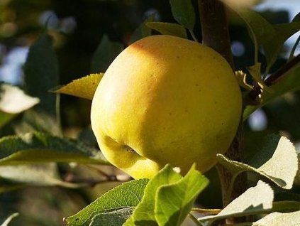 Jabloň 'Opál'  Malus domestica 'Opál'