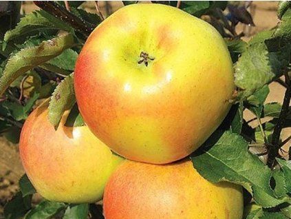 Jabloň 'Orion'  Malus domestica 'Orion'