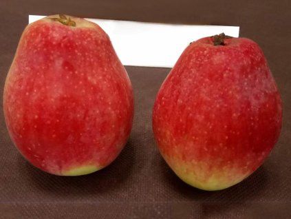 Jabloň 'Ovčí Hubička'  Malus domestica 'Ovčí Hubička'