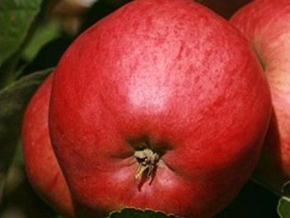 Jabloň 'Petra'  Malus domestica 'Petra'