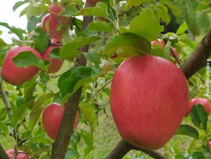 Jabloň 'Pinova'  Malus domestica 'Pinova'