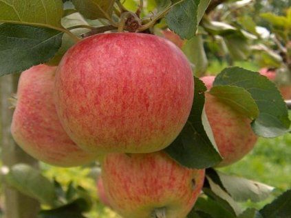 Jabloň 'Piros'  Malus domestica 'Piros'