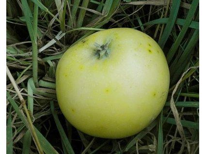 Jabloň 'Punčové'  Malus domestica 'Punčové'