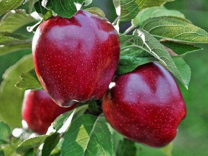 Jabloň 'Red Chief'  Malus domestica 'Red Chief'
