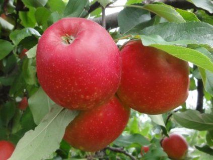 Jabloň 'Red Jonaprince'  Malus domestica 'Red Jonaprince'