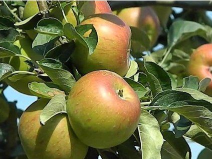 Jabloň 'Rosana'  Malus domestica 'Rosana'