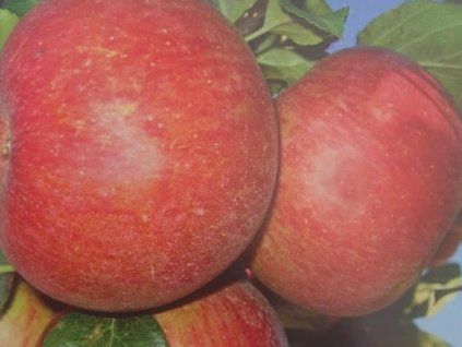 Jabloň 'Rubimeg'  Malus domestica 'Rubimeg'