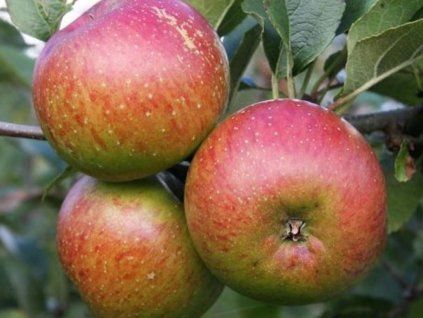 Jabloň 'Rubinstep'  Malus domestica 'Rubinstep'