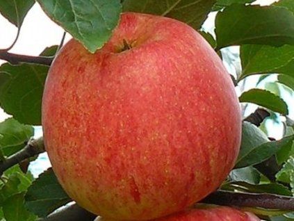 Jabloň 'Sander'  Malus domestica 'Sander'