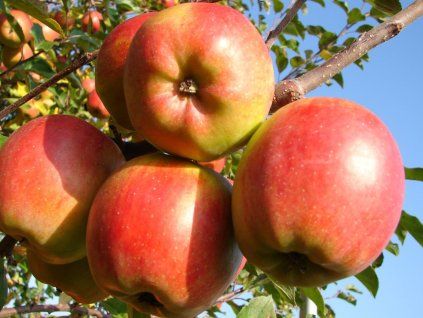 Jabloň 'Shalimar'  Malus domestica 'Shalimar'
