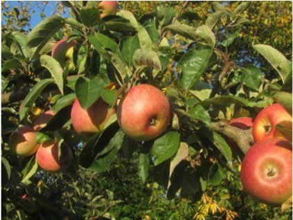 Jabloň 'Schwarzwaldské'  Malus domestica 'Schwarzwaldské'