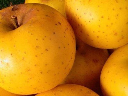 Jabloň 'Smiřické vzácné'  Malus domestica 'Smiřické vzácné'