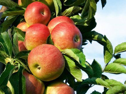 Jabloň sloupovitá 'Starcats'  Malus domestica 'Starcats'