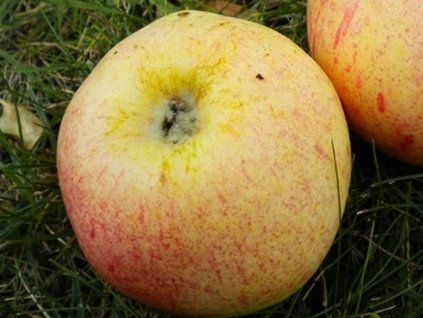 Jabloň 'Strýmka'  Malus domestica 'Strýmka'