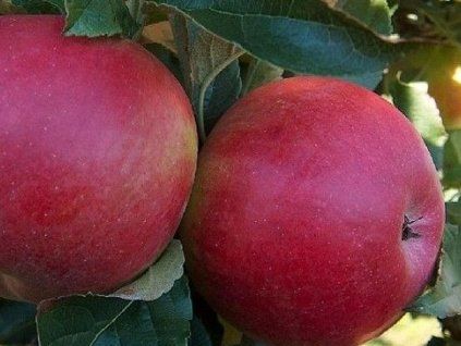 Jabloň 'Sudetská Reneta'  Malus domestica 'Sudetská Reneta'