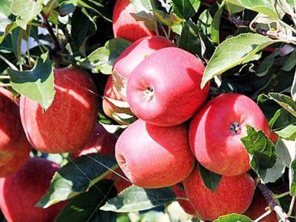Jabloň sloupovitá 'Sunlight'  Malus domestica 'Sunlight'