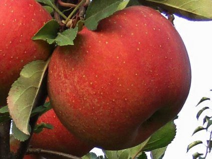 Jabloň 'Šampion Reno 2'  Malus domestica 'Šampion Reno 2'