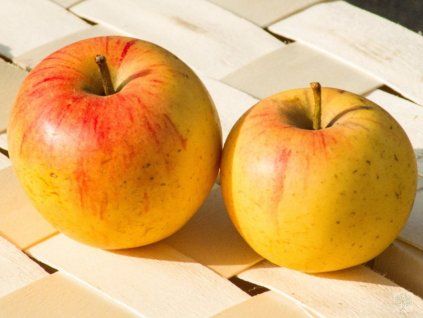 Jabloň 'Švýcarské oranžové'  Malus domestica 'Švýcarské oranžové'
