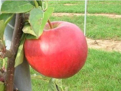 Jabloň 'Tábor'  Malus domestica 'Tábor'