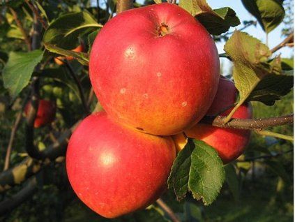 Jabloň 'Viktoria'  Malus domestica 'Viktoria'