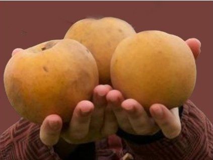 Jabloň 'Vinický Libernáč' - kontejner  Malus domestica 'Vinický Libernáč'