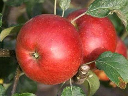 Jabloň 'Wealthy Double Red'  Malus domestica 'Wealthy Double Red'