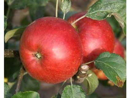 Jabloň 'Wealthy'  Malus domestica 'Wealthy'