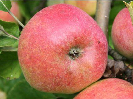 Jabloň 'Zuzana'  Malus domestica 'Zuzana'