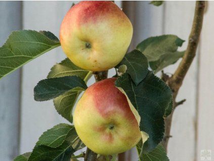 Jabloň sloupovitá 'Ilze'  Malus domestica 'Ilze'