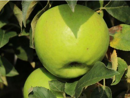 Jabloň sloupovitá 'Bolero'  Malus domestica 'Bolero'