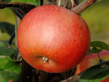 Jabloň sloupovitá 'Flamenco'  Malus domestica 'Flamenco'