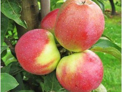 Jabloň sloupovitá 'Herald'  Malus domestica 'Herald'
