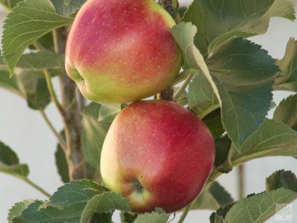 Jabloň sloupovitá 'Ilma'  Malus domestica 'Ilma'