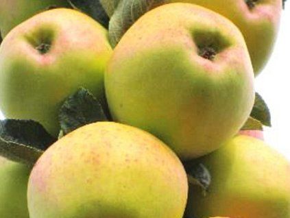 Jabloň sloupovitá 'Kordona'  Malus domestica 'Kordona'