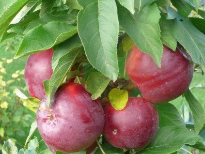 Jabloň sloupovitá 'Moskovskoje Ožerelje'  Malus domestica 'Moskovskoje Ožerelje'