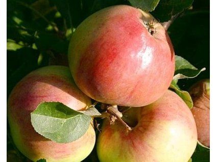 Jabloň sloupovitá 'Polka'  Malus domestica 'Polka'